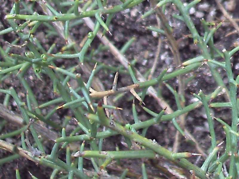 Genista corsica...
